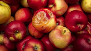 Meyveler neden çürür? Meyvelerin çürümesinin sebebi nedir?