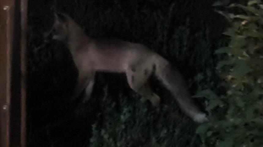 Tatvan ilçe merkezinde tilki paniği