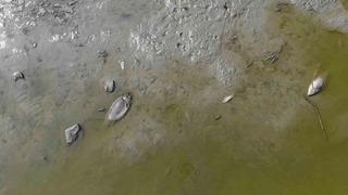 Bolu'da korkutan balık ölümleri... Gölette inceleme başlatıldı