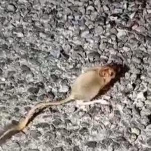 Kırmızı listede yer alan Arap tavşanı Tunceli’de görüntülendi