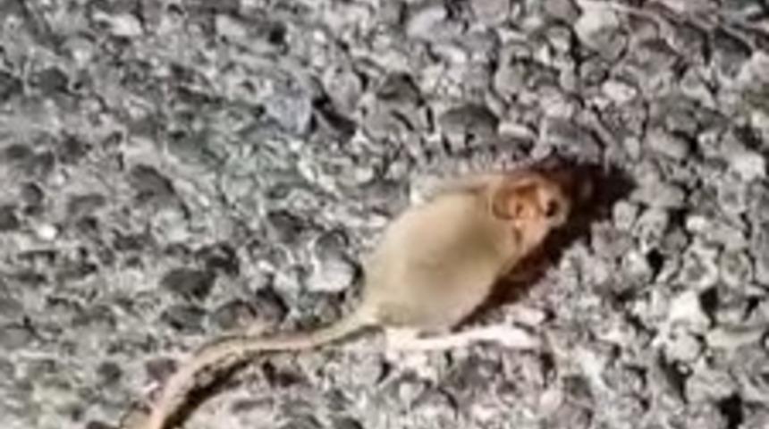 Kırmızı listede yer alan Arap tavşanı Tunceli’de görüntülendi