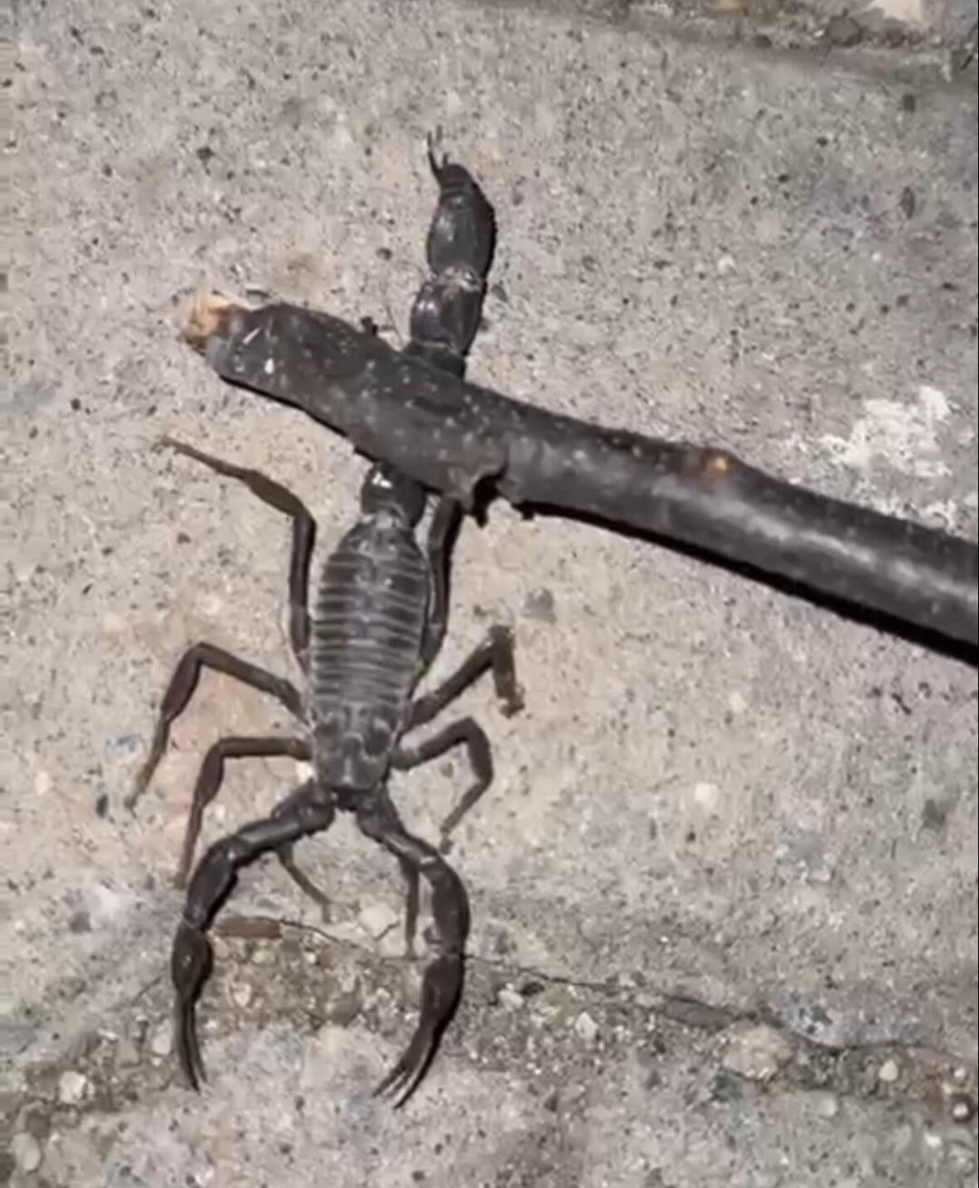 Köylüler isyanda! Evlerinin altında binlercesi var! "Baş edemiyoruz yardım edin" 1