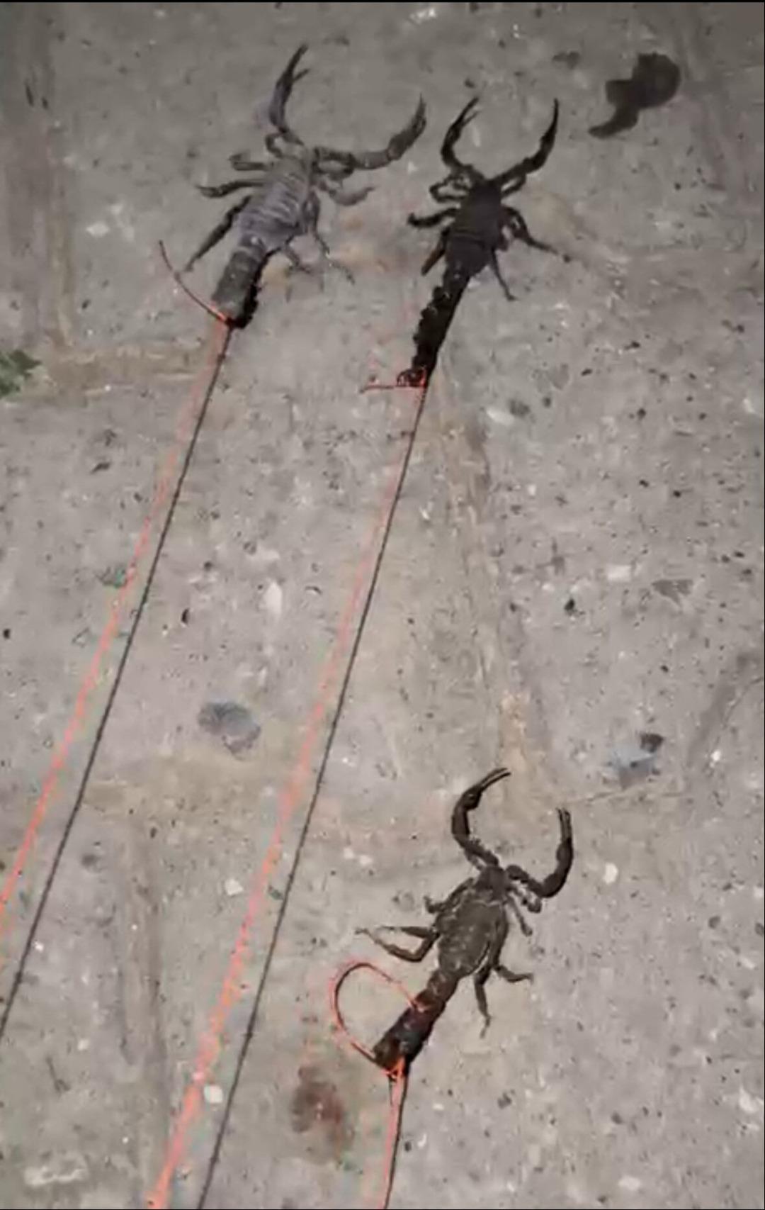 Köylüler isyanda! Evlerinin altında binlercesi var! "Baş edemiyoruz yardım edin" 2