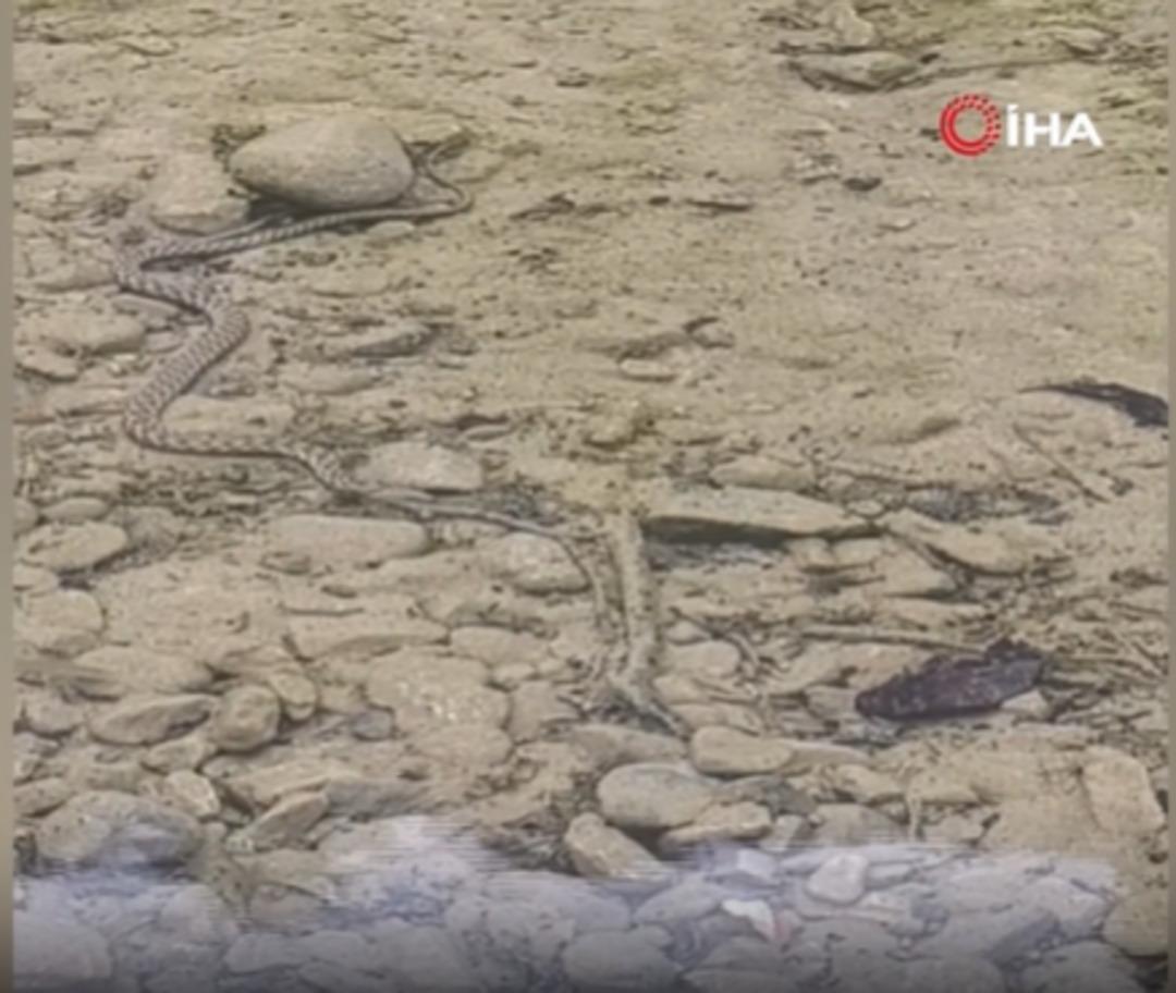 Piknik için giden çift yılanı avlanırken kaydetti! Belgesel gibi görüntüler... 1