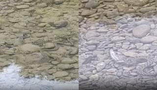 Piknik için gittiler, derenin içinde görünce inanamadılar