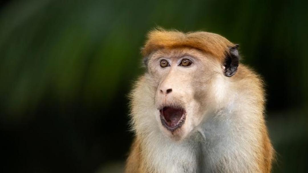 İlk beyin bilgisayarı yapıldı! Maymun beynini taklit ediyor... 1