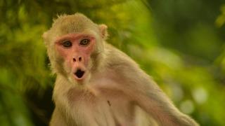 İlk beyin bilgisayarı yapıldı! Maymun beynini taklit ediyor...