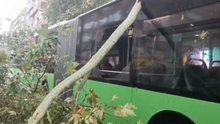 Üzerine ağaç devrilen belediye otobüsünde can pazarı