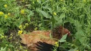 Anne tavuk aslan kesildi: Kargayı gaga darbeleriyle yaralayıp yavrularına kalkan oldu