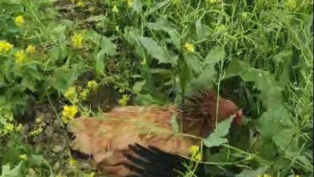 Anne tavuk aslan kesildi: Kargayı gaga darbeleriyle yaralayıp yavrularına kalkan oldu