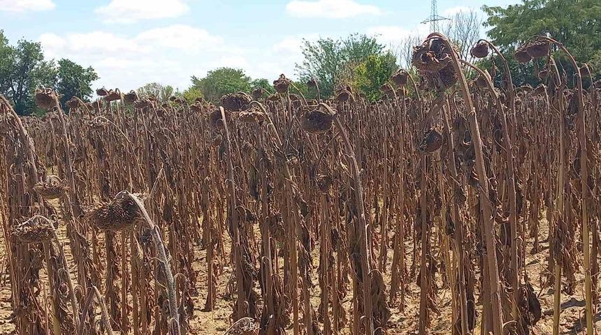 Kuraklık ayçiçeğini vurdu