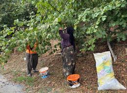 Düzce'de fındık hasadı başladı! "İyi bir fiyat bekliyoruz"