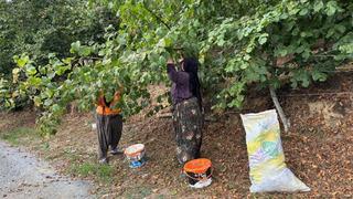 Düzce'de fındık hasadı başladı! İyi bir fiyat bekliyoruz