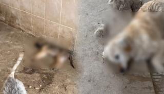 Çok sayıda köpek öldü! Skandal iddia: "Durum çok vahim"
