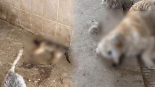 Gümüşhane'deki barınakta çok sayıda köpek öldü! Skandal iddia: Durum çok vahim