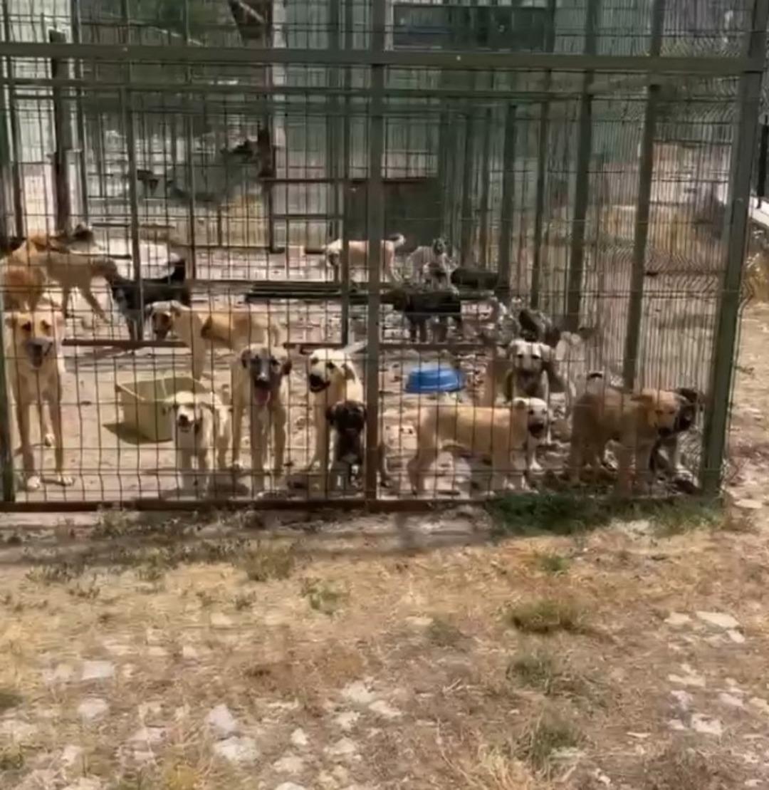 Gümüşhane deki barınakta çok sayıda köpek öldü! Skandal iddia: Durum çok vahim 1 Gümüşhane deki barınakta çok sayıda köpek öldü! Skandal iddia: Durum çok vahim 1