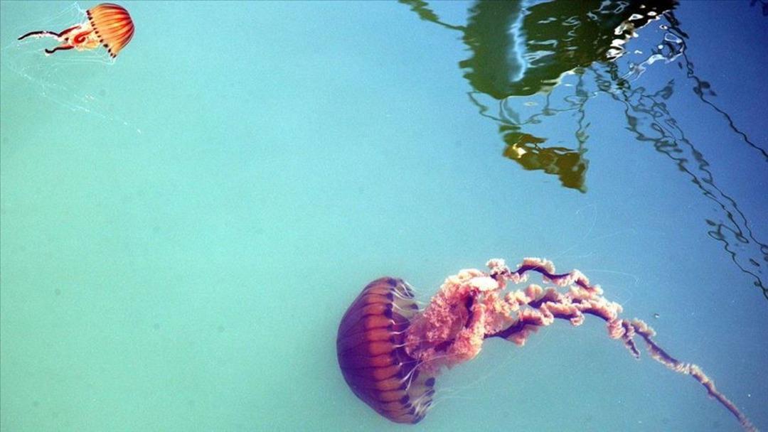 Karanlık sularda şaşırtan keşif! Deniz resmen ikiye bölündü: Aynı tür ancak farklı uzuvlar 2