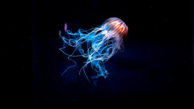 Karanlık sularda şaşırtan keşif! Deniz resmen ikiye bölündü: Aynı tür ancak farklı uzuvlar