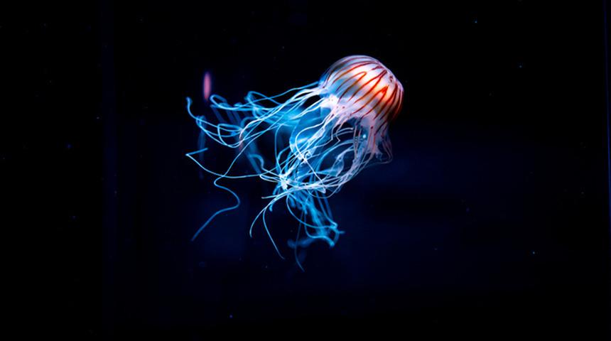 Karanlık sularda şaşırtan keşif! Deniz resmen ikiye bölündü: Aynı tür ancak farklı uzuvlar