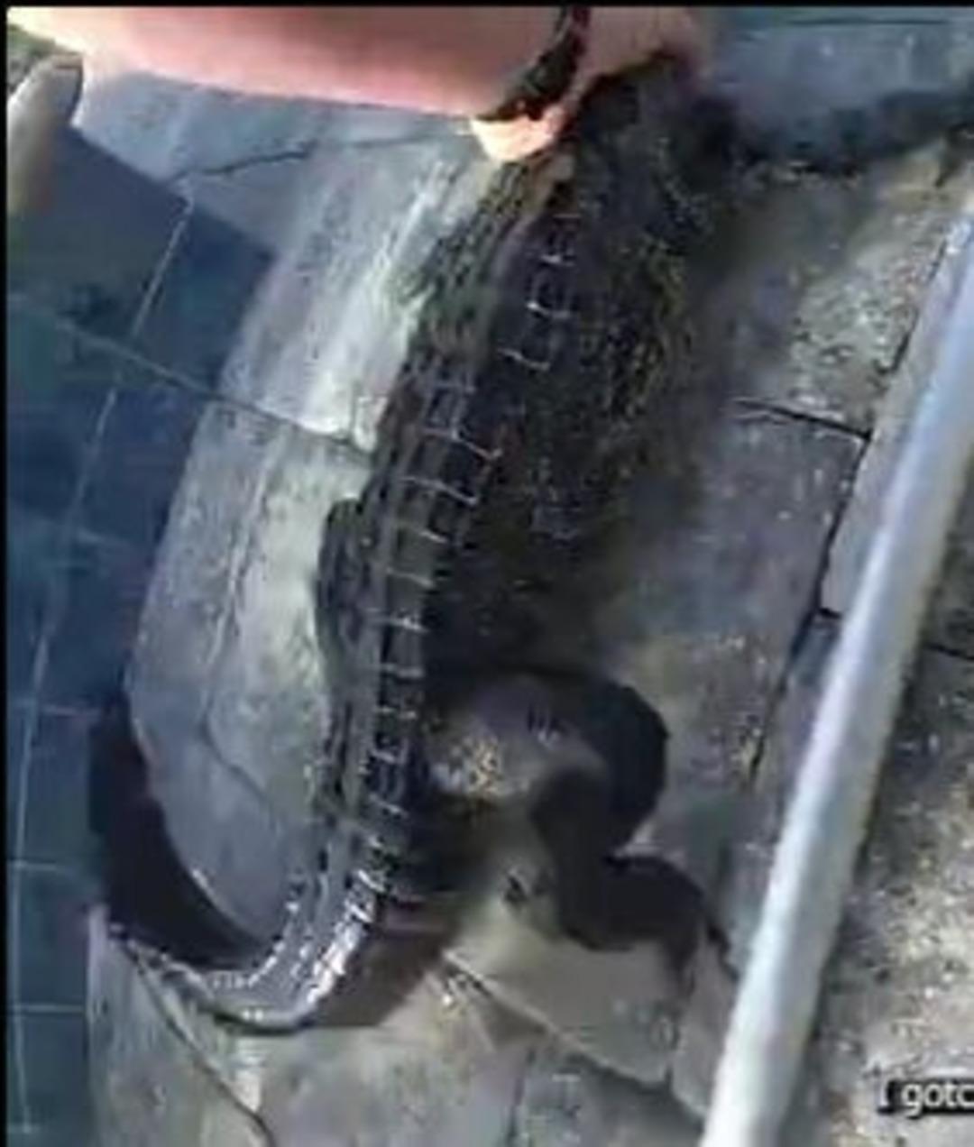 Yüzme havuzunda mahsur kaldı! Polis çıplak elleriyle çıkardı! O anlar kamerada... 1