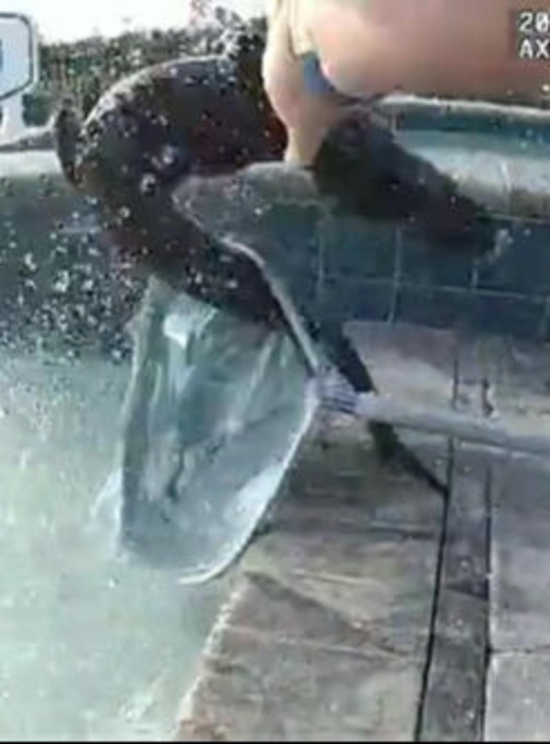 Yüzme havuzunda mahsur kaldı! Polis çıplak elleriyle çıkardı! O anlar kamerada... 2