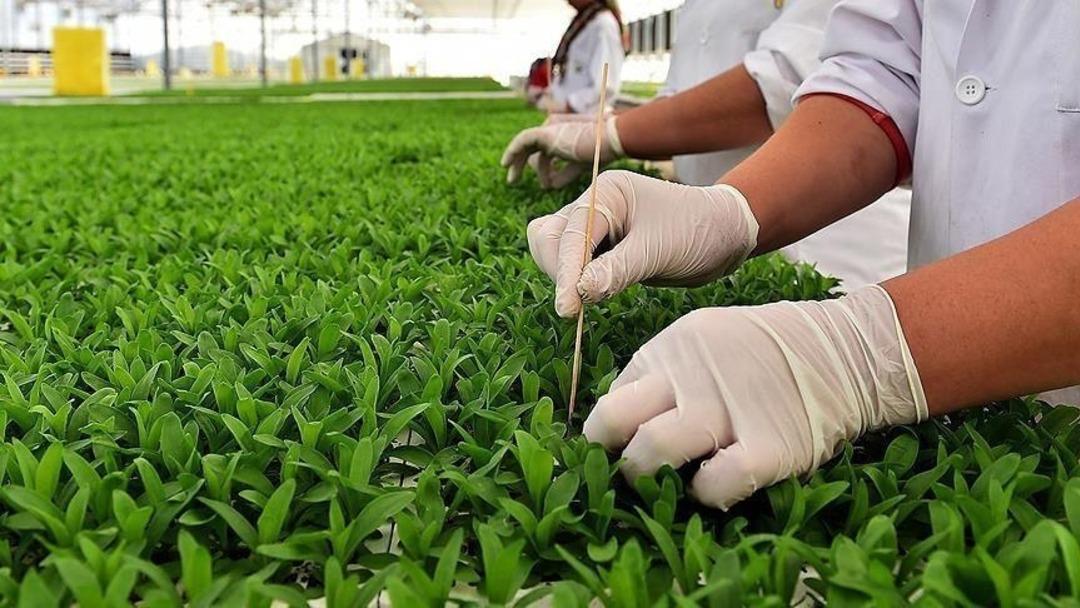Resmi Gazete de yayımlandı! Bitkisel üretim desteklerine yönelik esaslar düzenlendi 1