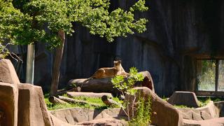 Hayvanat bahçesinden olay çağrı! Evcil hayvanlar yem olarak istendi