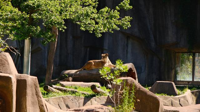 Hayvanat bahçesinden olay çağrı! Evcil hayvanlar yem olarak istendi