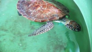 Türkiye'den Adriyatik'e kadar izlenen ilk deniz kaplumbağası! Tuba ikinci dünya turuna hazırlanıyor