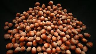 Fındık üreticisi taban fiyat beklentisinde: Gözler TMO ve yeni sezon alım fiyatlarında