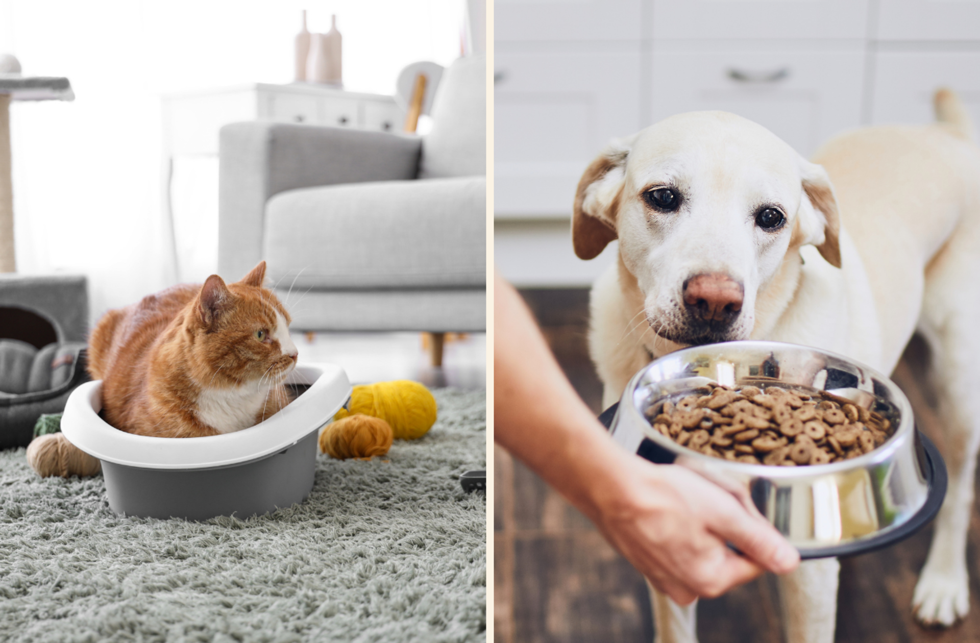 Ödül maması, oyuncak ve dahası… Petzzshop indirimi başladı