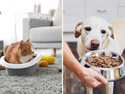 Ödül maması, oyuncak ve dahası… Petzzshop indirimi başladı