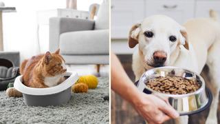 Ödül maması, oyuncak ve dahası… Petzzshop indirimi başladı