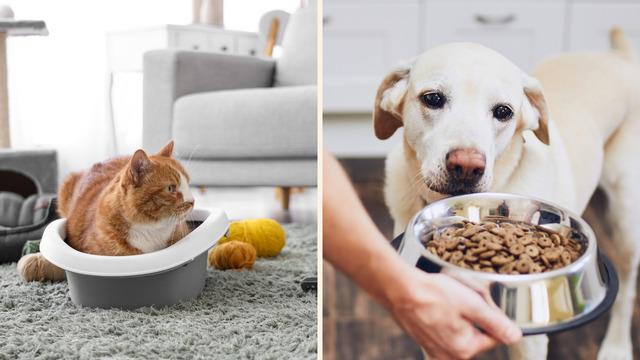 Ödül maması, oyuncak ve dahası… Petzzshop indirimi başladı