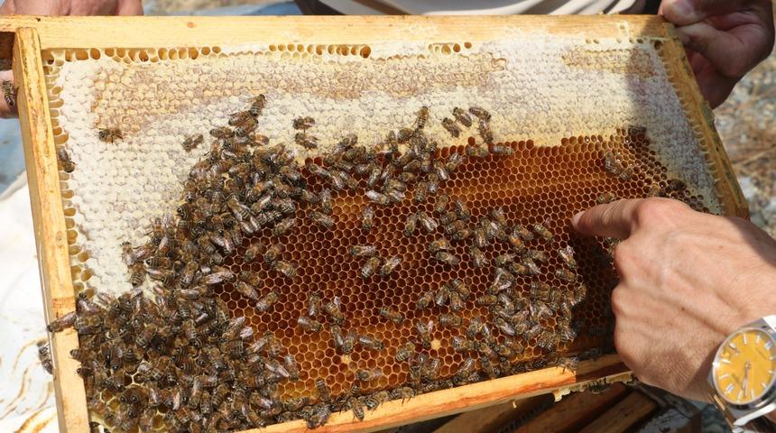 Erzincan'da üretilen geven balının hasadı başladı