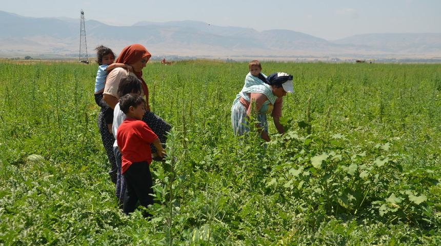 Muş Ovası'nda kadın işçilerin zorlu karpuz hasadı mesaisi