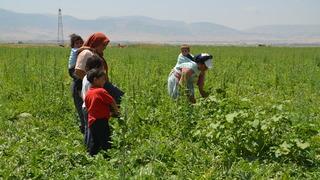 Muş Ovası'nda kadın işçilerin zorlu karpuz hasadı mesaisi
