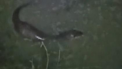 Tekirdağ’da derede balık avlayan su samuru görüntülendi