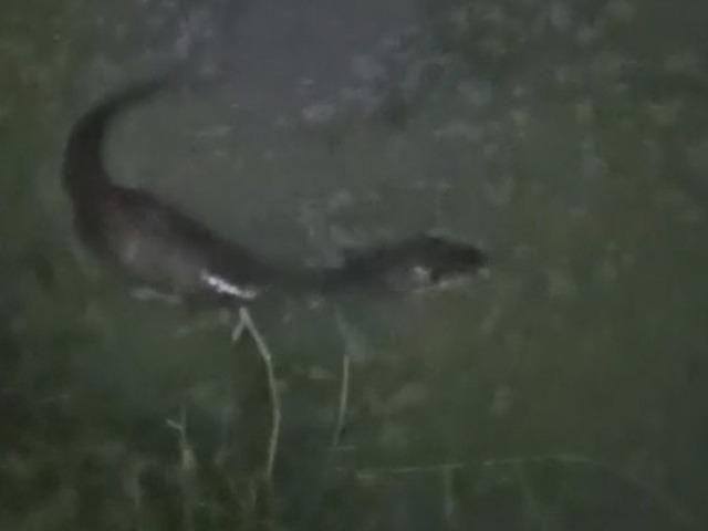 Tekirdağ’da derede balık avlayan su samuru görüntülendi