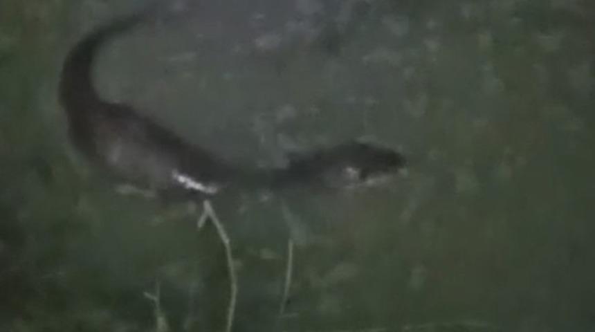 Tekirdağ’da derede balık avlayan su samuru görüntülendi