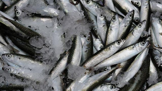 Yaşlanmayı geciktiren lezzet: Sardalya! Kuzey Ege'nin lezzet mirası, cilt, saç ve tırnak sağlığına doğal destek...