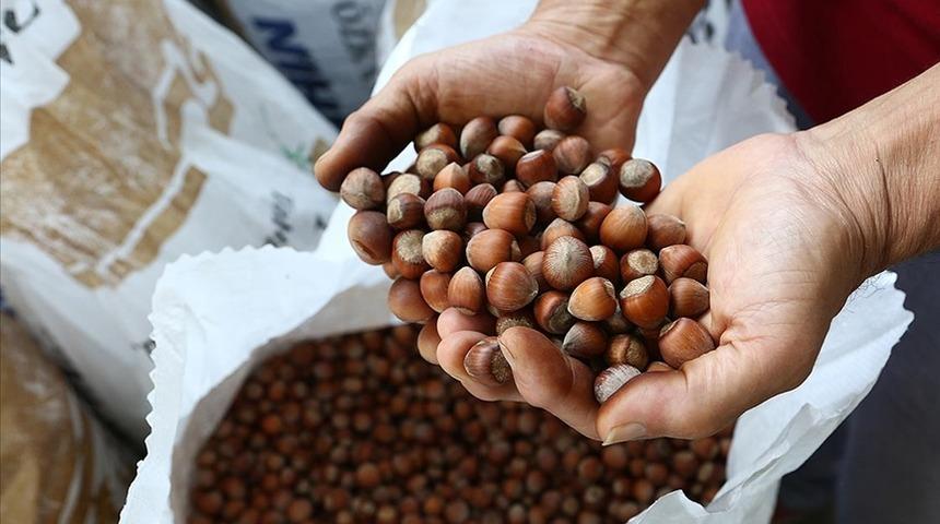 Binlerce çiftçiyi ilgilendiriyor! Fındık alım fiyatları belli oldu