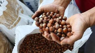 Binlerce çiftçiyi ilgilendiriyor! Fındık alım fiyatları belli oldu