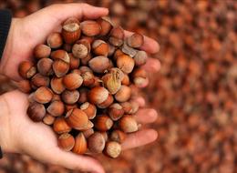 Fındık alım fiyatları belli oldu! Kilogram başına...