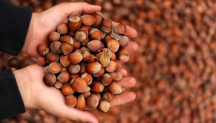 Fındık alım fiyatları belli oldu! Kilogram başına...