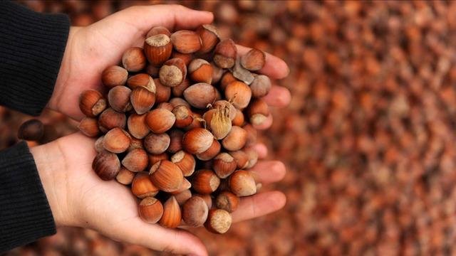 Fındık alım fiyatları belli oldu! Kilogram başına...