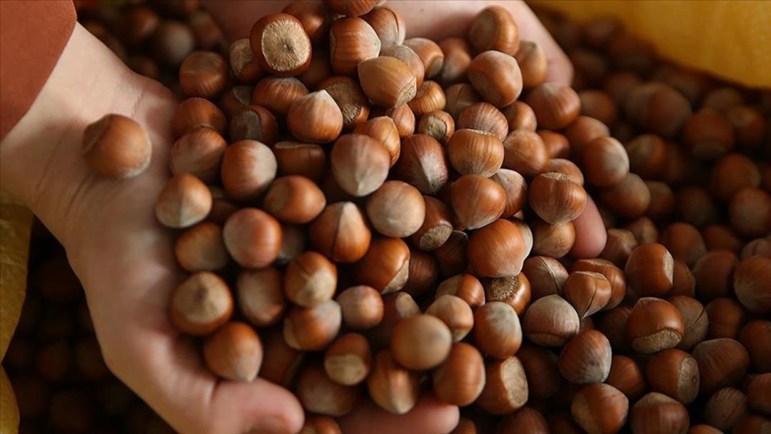 Fındık alım fiyatları belli oldu! Kilogram başına... 1