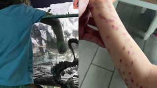 Akvaryumda kabusu yaşadı! Dev ahtapot birden kolunu kaptı! O anlar kamerada