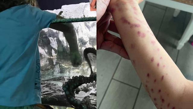 Akvaryumda kabusu yaşadı! Dev ahtapot birden kolunu kaptı! O anlar kamerada