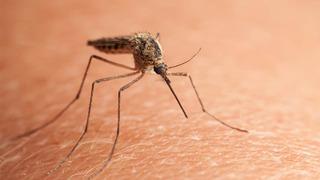 Çin’de yeni salgın! Sivrisinekten bulaşıyor, vaka sayısı 7 bini geçti